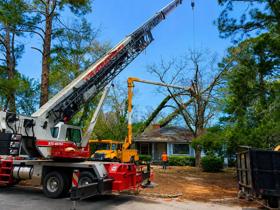 Professional Tree Expert in Leesburg, GA Professional Tree Expert in Leesburg, GA