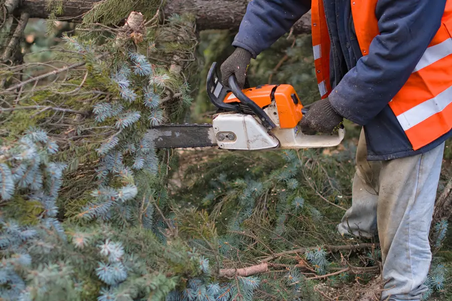Affordable Tree Removal Leesburg, GA Affordable Tree Removal Leesburg, GA