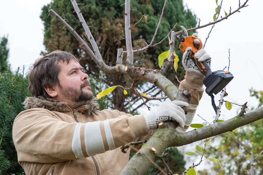 Expert Tree Pruning Leesburg, GA Expert Tree Pruning Leesburg, GA