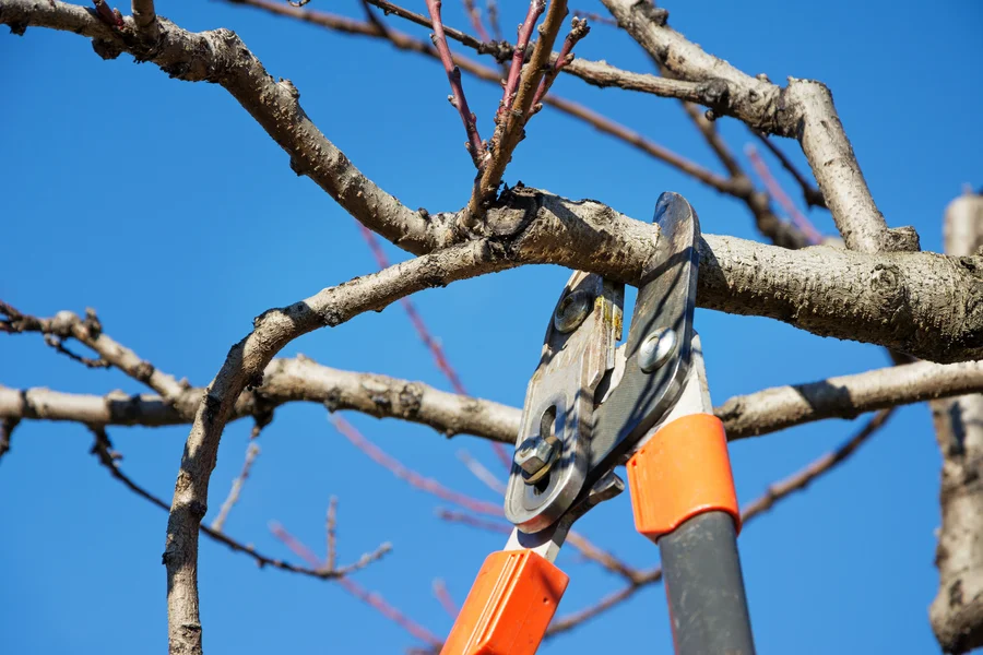 How Tree Pruning Can Improve Your Landscapes Aesthetic Appeal Leesburg, GA How Tree Pruning Can Improve Your Landscapes Aesthetic Appeal Leesburg, GA