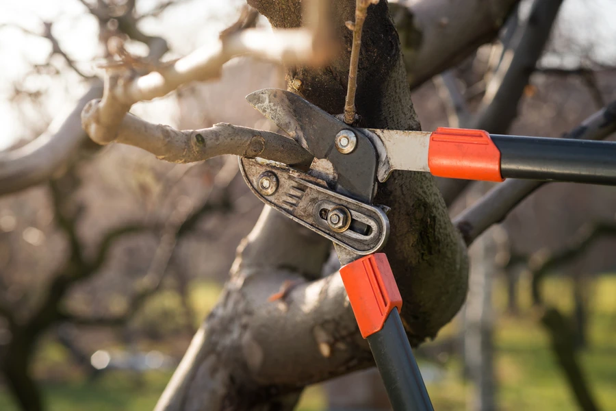 How Tree Pruning Can Improve Your Landscapes Aesthetic Appeal in Leesburg, GA How Tree Pruning Can Improve Your Landscapes Aesthetic Appeal in Leesburg, GA