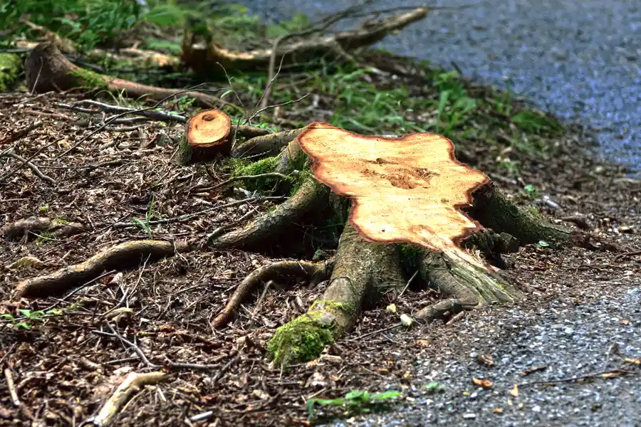 How Tree Stump Removal Can Prevent Pest Infestations in Leesburg, GA How Tree Stump Removal Can Prevent Pest Infestations in Leesburg, GA