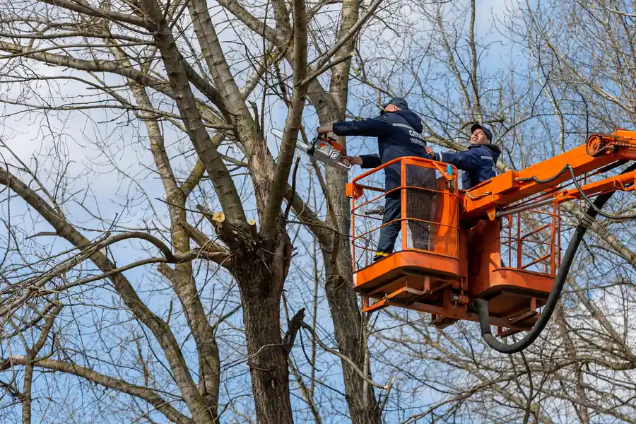 Premium Tree Removal Leesburg, GA Premium Tree Removal Leesburg, GA