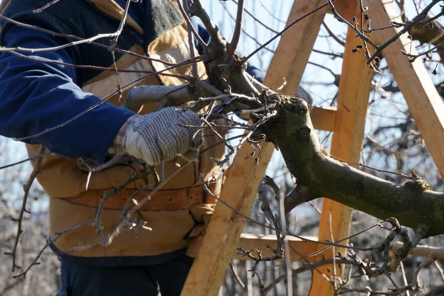 Professional Tree Pruning Leesburg, GA Professional Tree Pruning Leesburg, GA