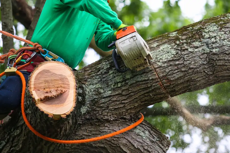 Quality Tree Trimming Leesburg, GA Quality Tree Trimming Leesburg, GA