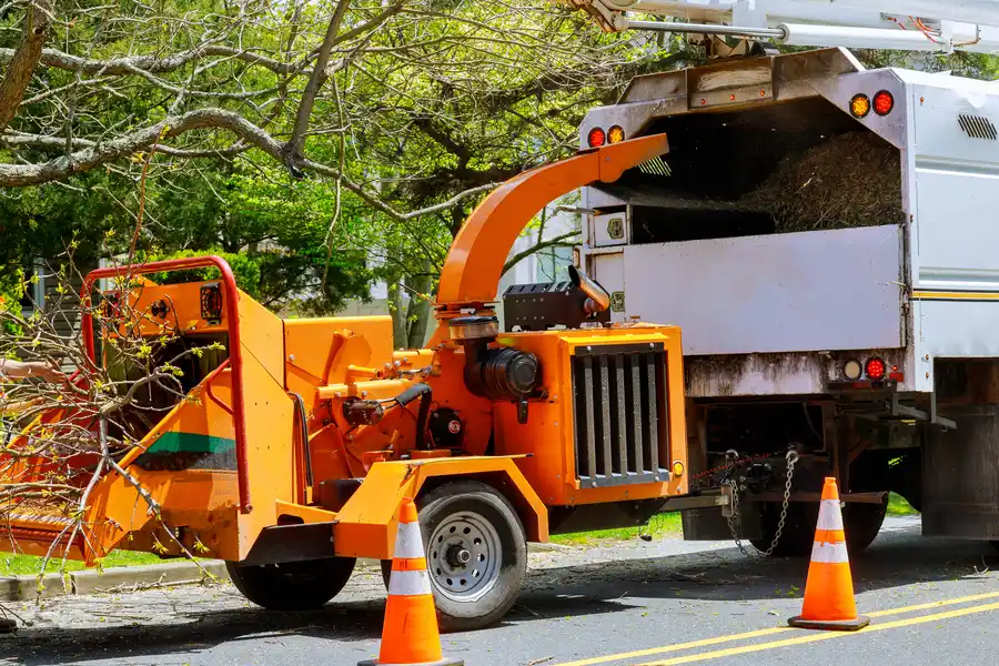 Signs It Is Time To Schedule A Professional Tree Removal Leesburg, GA Signs It Is Time To Schedule A Professional Tree Removal Leesburg, GA