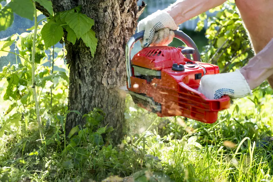 Signs It Is Time To Schedule A Professional Tree Removal in Leesburg, GA Signs It Is Time To Schedule A Professional Tree Removal in Leesburg, GA