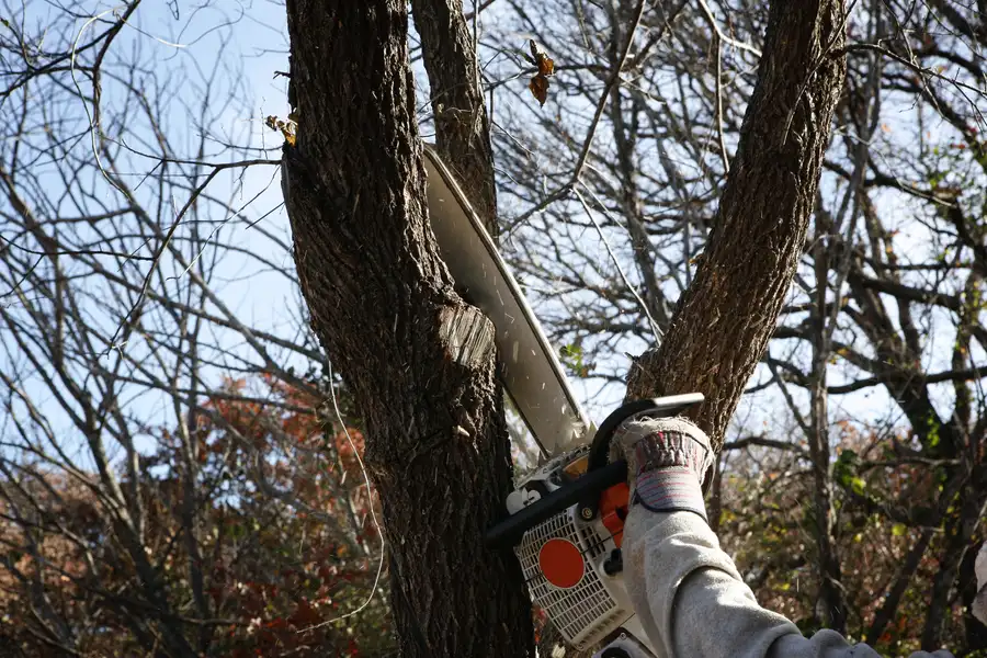 The Impact Of Tree Removal On Property Maintenance Leesburg, GA The Impact Of Tree Removal On Property Maintenance Leesburg, GA