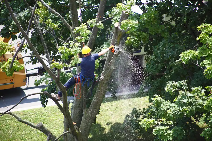 The Impact Of Tree Removal On Property Maintenance in Leesburg, GA The Impact Of Tree Removal On Property Maintenance in Leesburg, GA