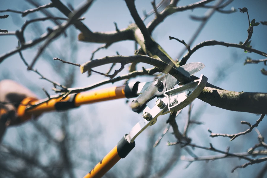 The Role Of Tree Pruning In Strengthening Branch Structure in Leesburg, GA The Role Of Tree Pruning In Strengthening Branch Structure in Leesburg, GA