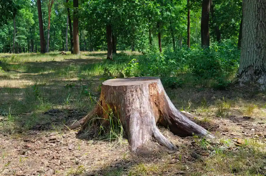 Why Stump Removal Is Crucial For Safe And Clean Landscaping Leesburg, GA Why Stump Removal Is Crucial For Safe And Clean Landscaping Leesburg, GA