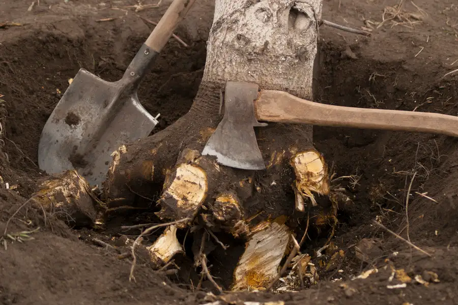 Why Stump Removal Is Crucial For Safe And Clean Landscaping in Leesburg, GA Why Stump Removal Is Crucial For Safe And Clean Landscaping in Leesburg, GA