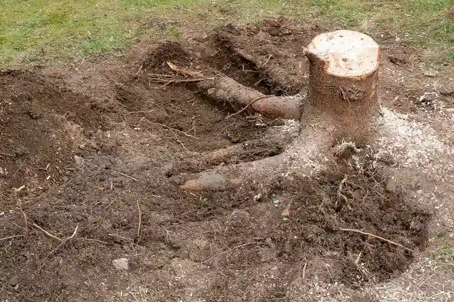 Experienced Tree Stump Removal Leesburg, GA Experienced Tree Stump Removal Leesburg, GA